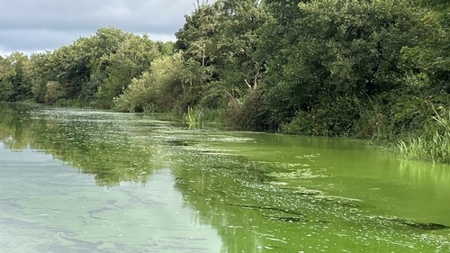 Noxious blooms covered large parts of Lough Neagh last summer (File photo)