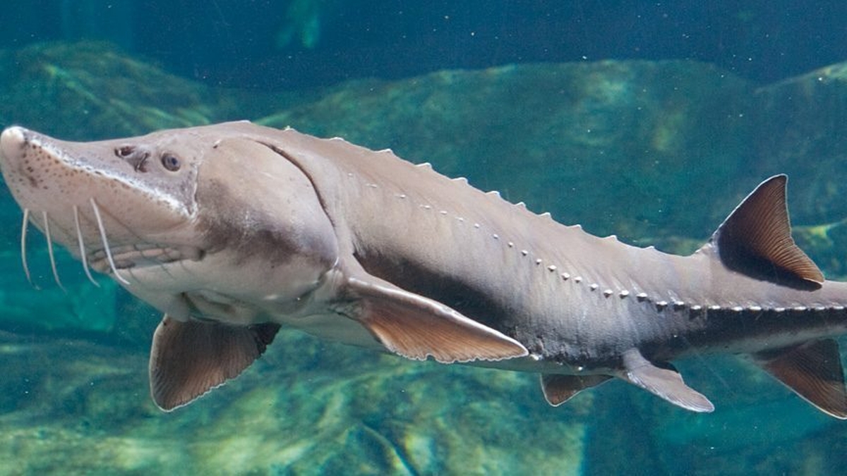 Naturefile - Sturgeon