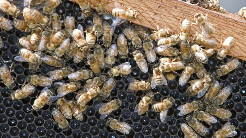 Australia was one of the last major beekeeping countries to successfully keep varroa at bay (File photo)