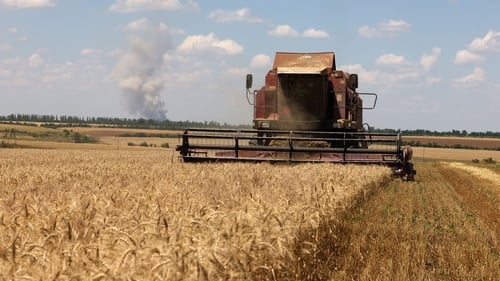 The UN's FAO has lowered its forecast for global cereal production in 2024