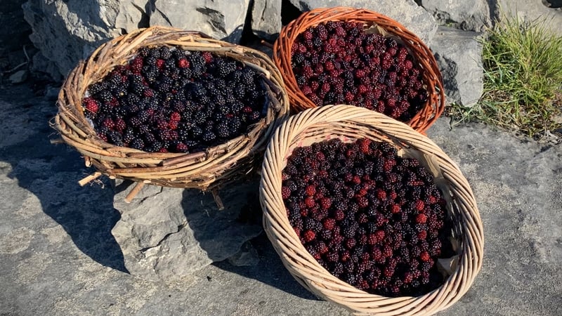 Féile na bPuiteachaí is named for the islanders' unique Irish word, 'puiteachaí', which is used on Inis Meáin instead of the more commonly heard word for blackberries, 'sméara dubha'