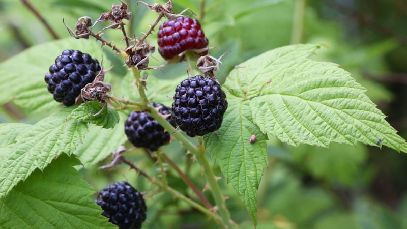 'Folk belief holds that the blackberries are rendered inedible on Halloween by the actions of the púca, the fairies or the devil'. Photo: Creative Touch Imaging Ltd./NurPhoto via Getty Images