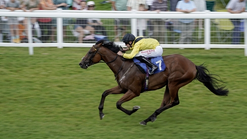 Mister Sketch will race in the Wathnan Racing silks for the first time on Saturday