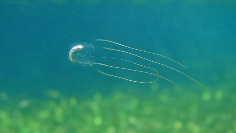 A Caribbean box jellyfish with a dead fish in its transparent stomach
