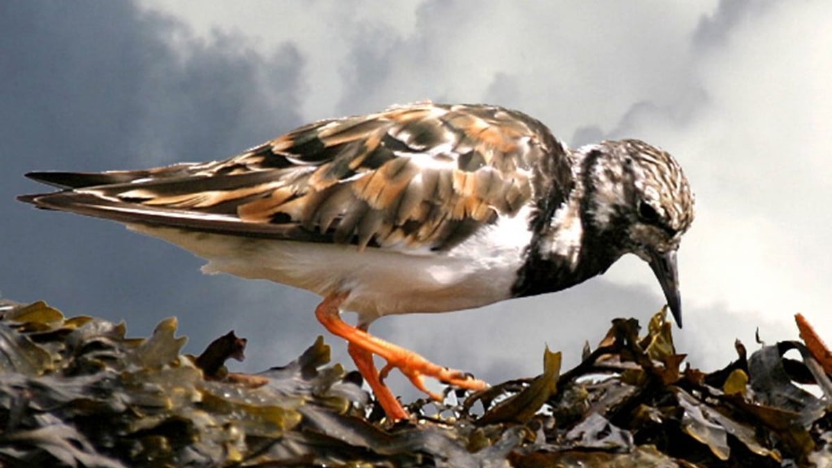 Hundreds to take part in Birdwatch Ireland's Countryside Bird Survey over next two months