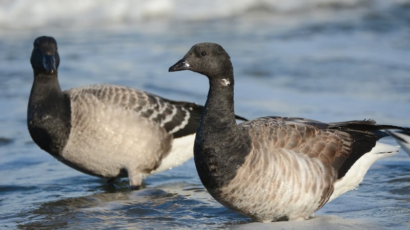 "So bhí mise, like, 'No Way!' agus dúirt seisean, like, 'I KNOW!'"