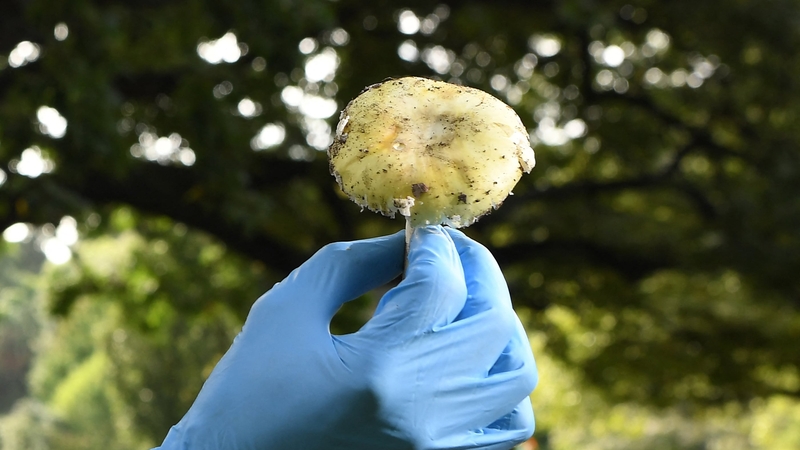 Each 'Death Cap' mushroom contains enough poison to kill a healthy adult