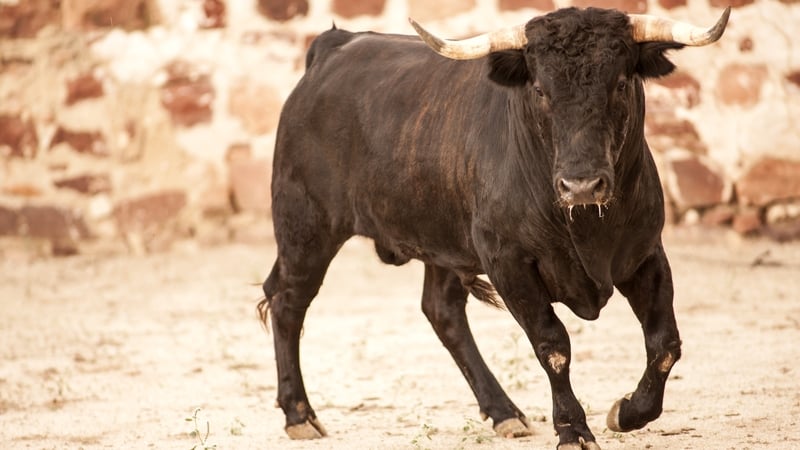Activists say bull runs are dangerous and cruel but they remain popular in Spain (File pic)