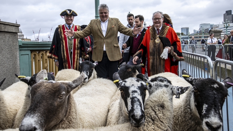 Richard Corrigan (centre), joined by Sheriff Andrew Marsden(right) and Master Woolmen Vincent Keaveny, as he drives sheep over Southwark Bridge, London, in the 10th London Sheep Drive. / Photo credit: Rupert Frere/Worshipful Company of Woolmen/PA Wire