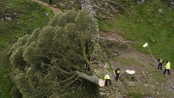 The 200-year-old Sycamore Gap tree was cut down in September