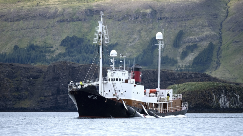 The harpoon ship Hvalur 9 is seen transporting two Fin whales on Hvalfjordur fjord near the village of Midsandur, Iceland