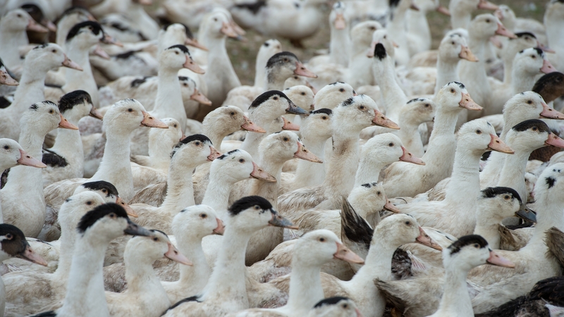 Producing livers for foie gras or meat, France's duck sector is especially sensitive to the virus (Stock image)