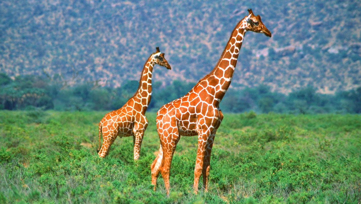 Giraffes are supremely elegant and graceful . . . until it’s time to have a drink