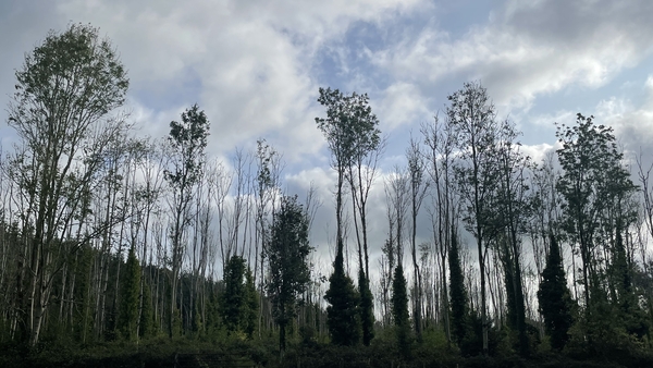 The ash tree is considered important for improving biodiversity as well as providing wildlife habitats