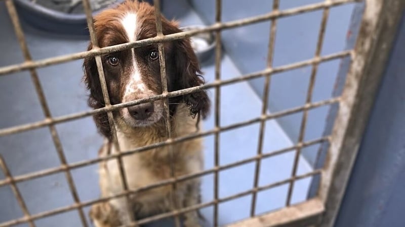 MADRA says there are currently 3,227 dogs in pounds and local authority shelters in Ireland