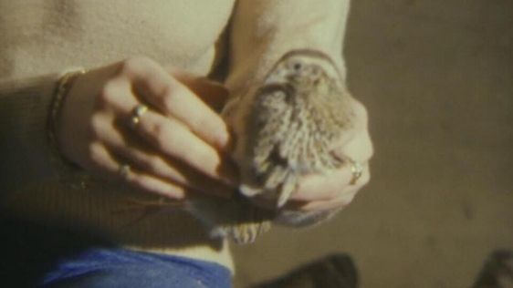 Quail farm, County Monaghan (1983)