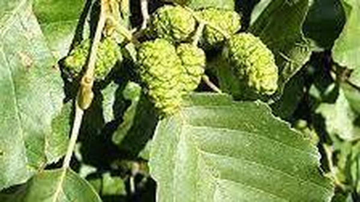 Naturefile - Alder 
