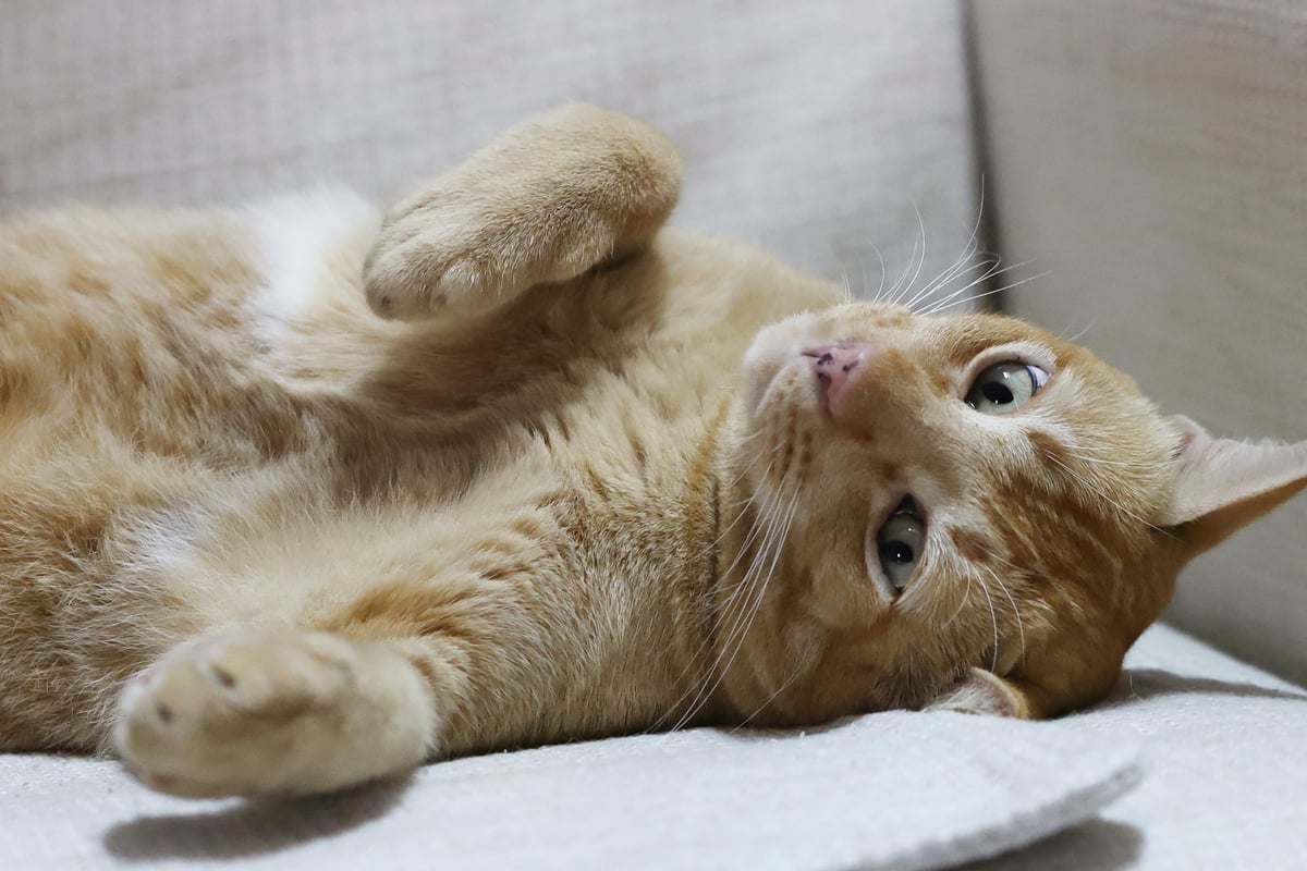 Medical guidelines on grief should be changed to reflect heartbreak when a pet dies 