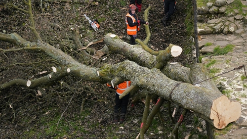 Workers used chainsaws to take branches off the tree today