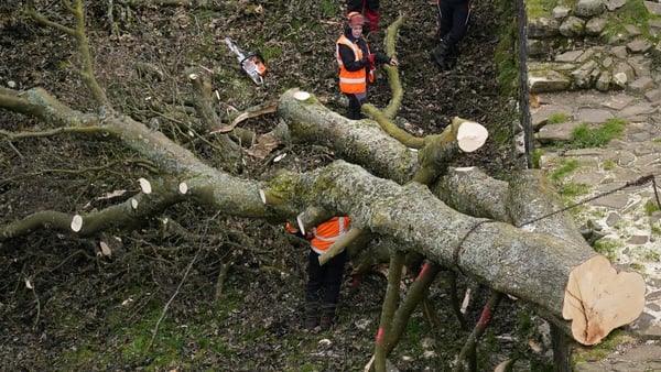 Workers used chainsaws to take branches off the tree today