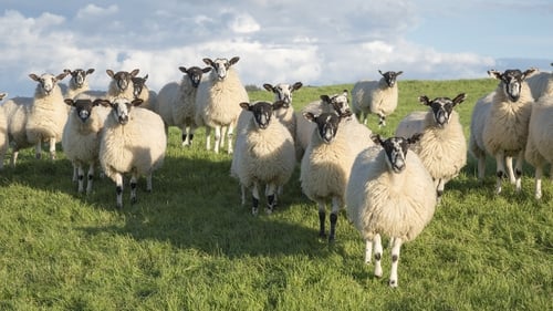 New Zealand's government has targeted livestock as it drives towards a target of net-zero greenhouse gas emissions by 2050