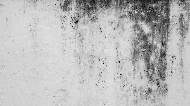 Sinead Moran said she had to regularly wash mould off the walls of her home (Stock image)