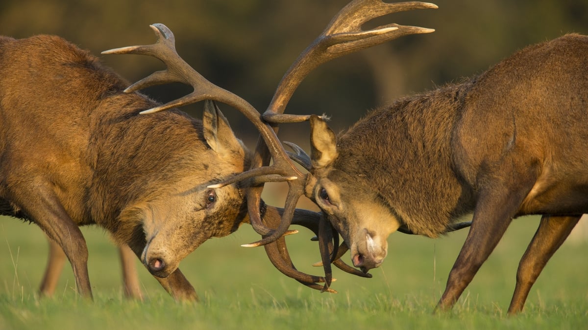 Naturefile - Deer Rut