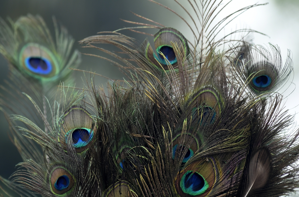 Dinosaur feathers were far more similar to those of modern birds than previously thought