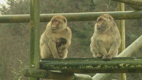 Barbary macaques are native to the Atlas Mountains in north Africa and the Rock of Gibraltar but they are a critically endangered species