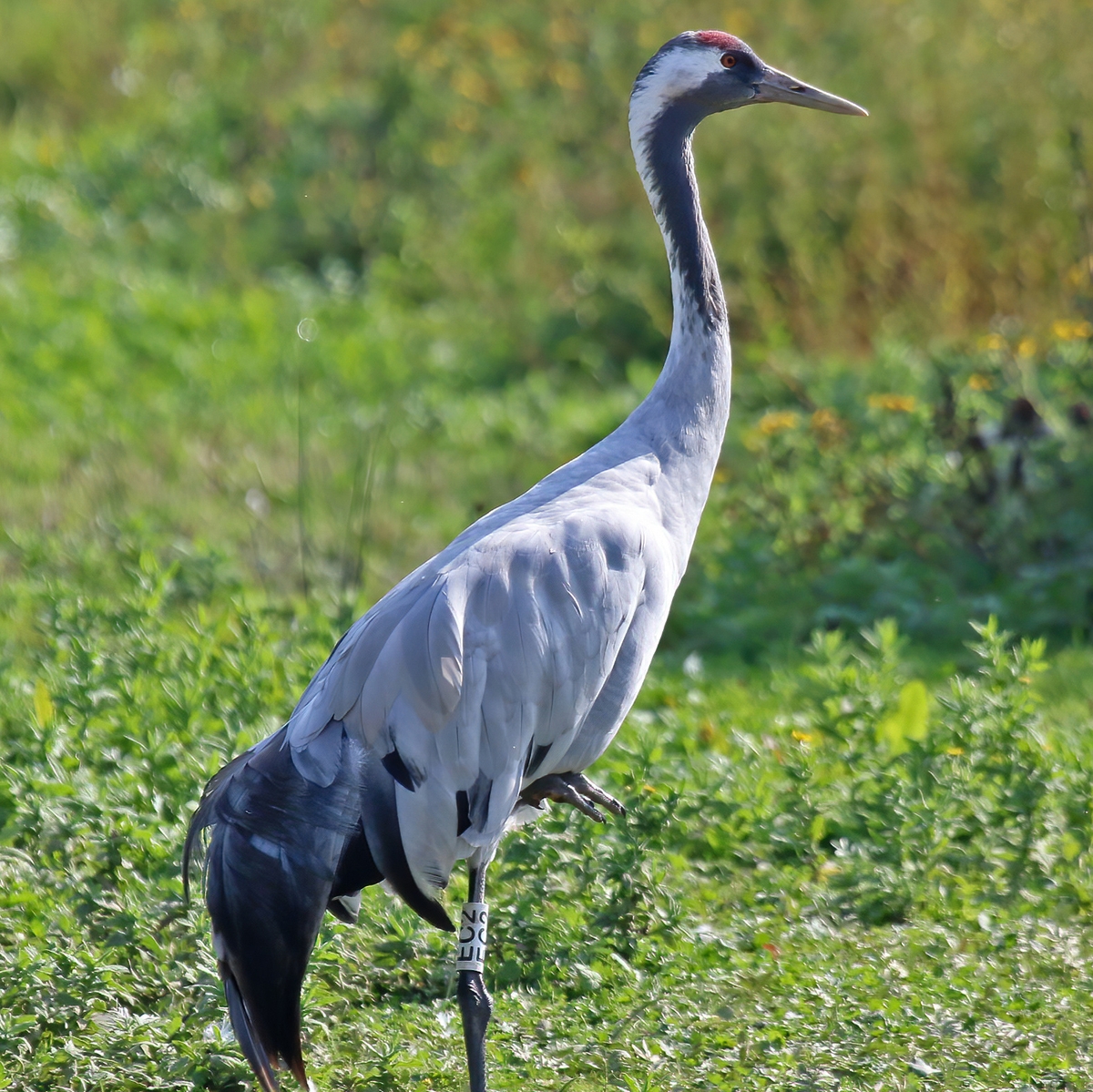 Naturefile - Cranes 