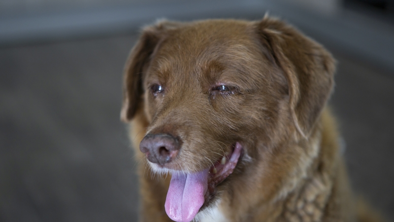 Bobi died in October at the official age of 31 years and 165 days