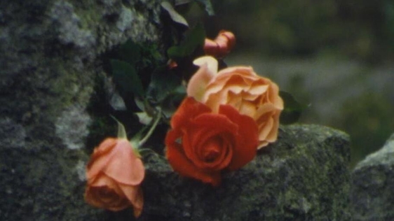 German Military Cemetery, Glencree. Co. Wicklow (1983)