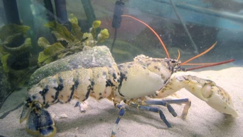 Staff at the aquarium said that every time 'Charlie' moulted, his shell turned more and more blue