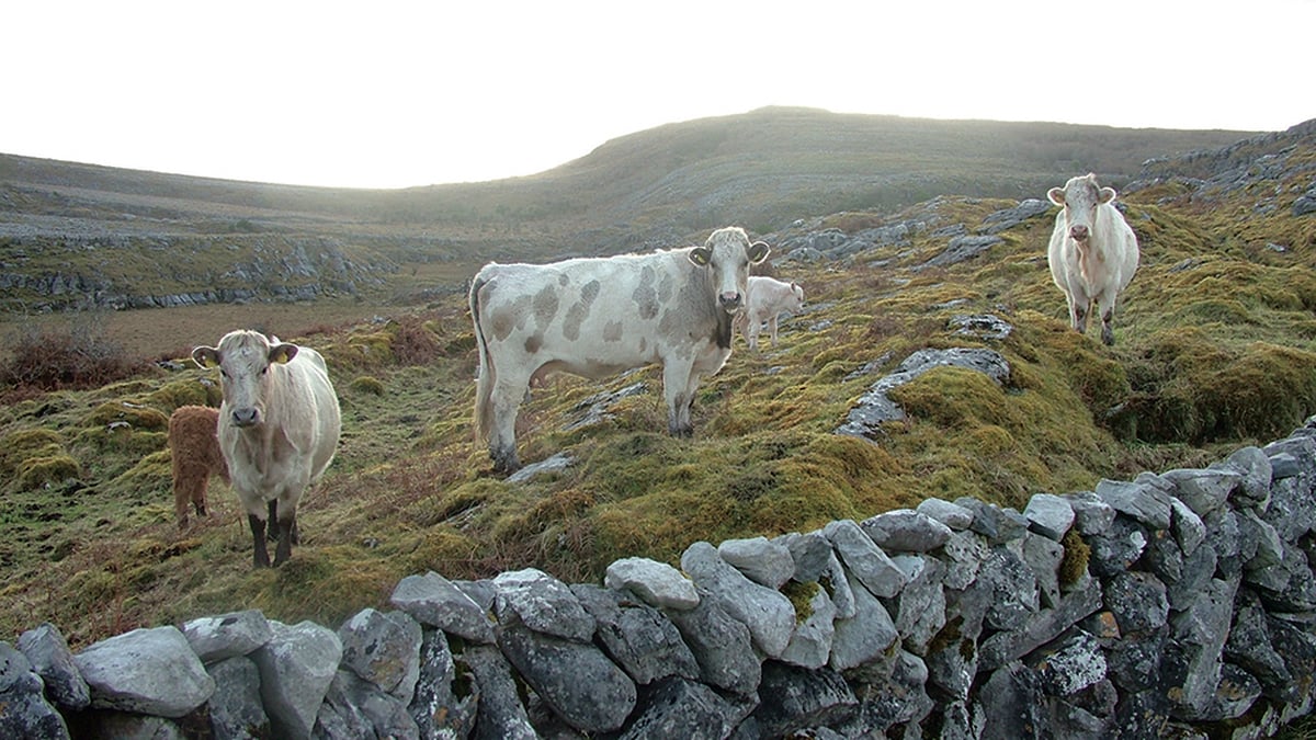 Colm Gavin, Sheep Farmer 
