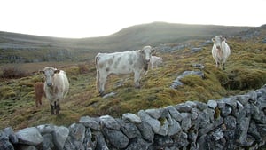 Colm Gavin, Sheep Farmer  show image