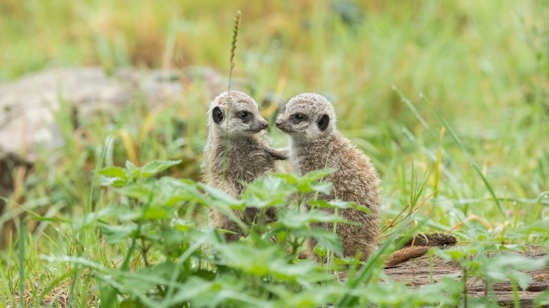 Two of three new meerkat pups at Fota Wildlife Park