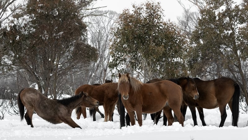 Brumbie horses pictured in the Kosciuszko National Park in Australia