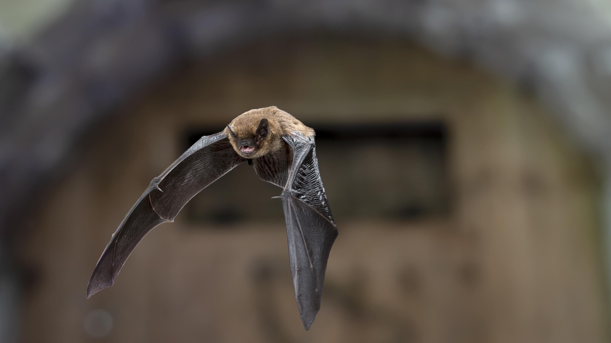 Bats in your attic – everything you need to know if you find them