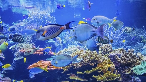Sea Life Bray is the only aquarium on the east coast of Ireland (stock pic)