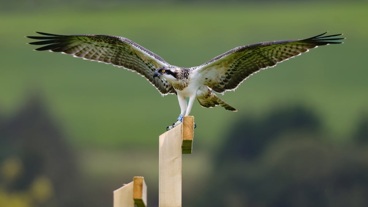 Listen back: The Osprey