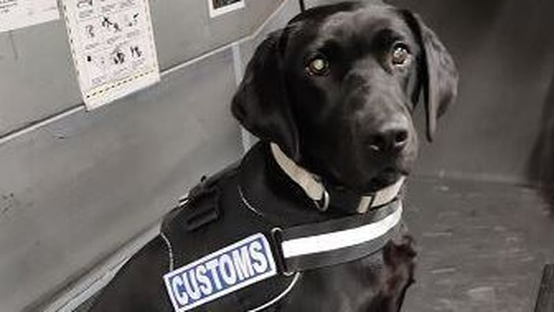 Detector dog Maggie helped Revenue officers make the discovery at Dublin Airport
