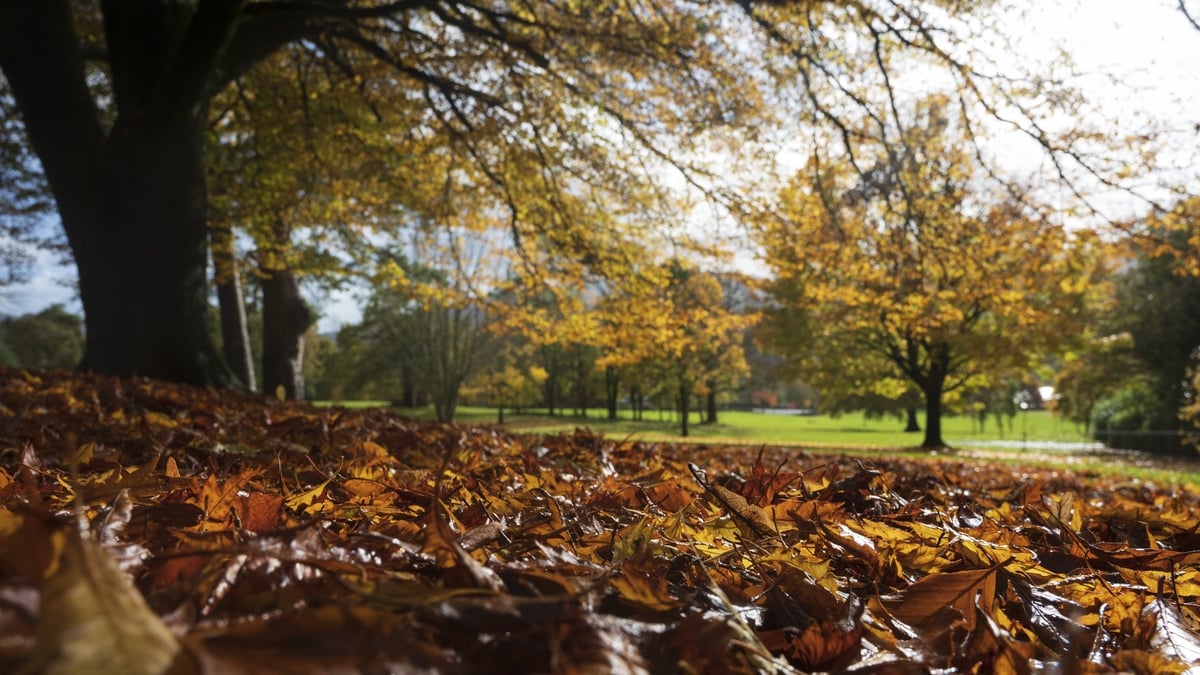 On Dead Leaves, by Stephen Rynne