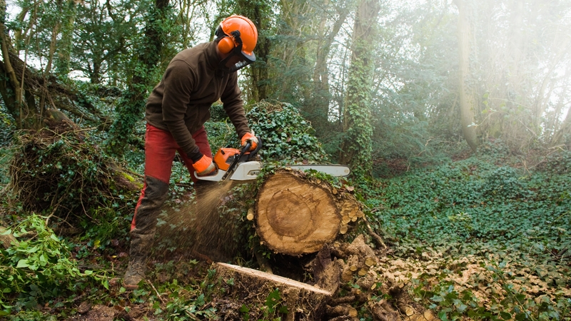 Over 360 tree protection breaches were reported in NI between 2019 and 2022 (Stock image)