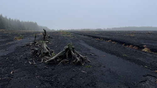 Haughey's Bog will be restored into a peatland