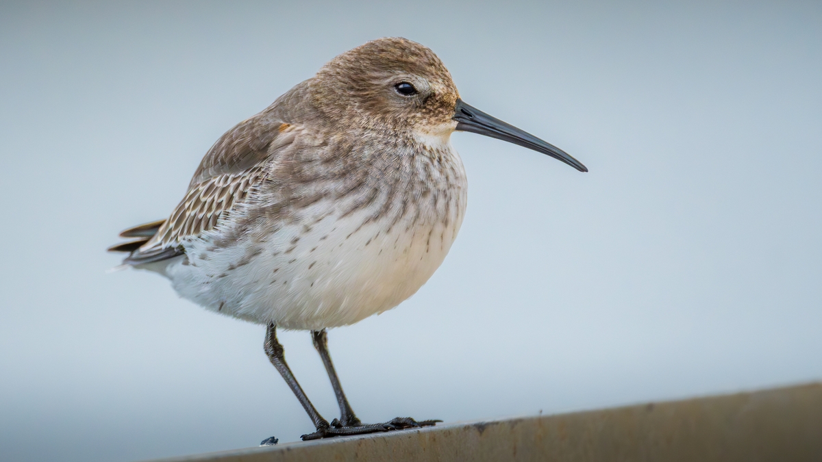Mooney Goes Wild- Waders