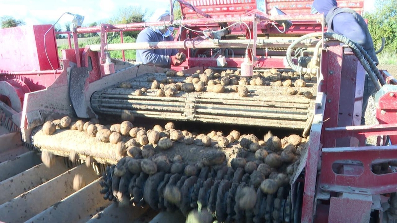 Ba cheart go mbeadh barra na bprátaí bainte le mí anuas ach ní raibh feirmeoirí in ann dul sna goirt leis an innealra bainte