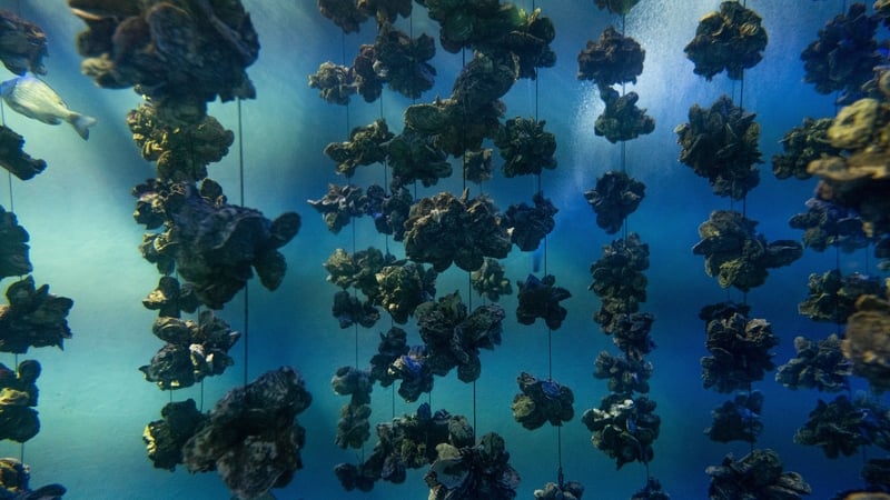 Its hoped the oysters will release larvae which will form reefs on the seabed, providing habitat for a variety of other marine species (Stock image)