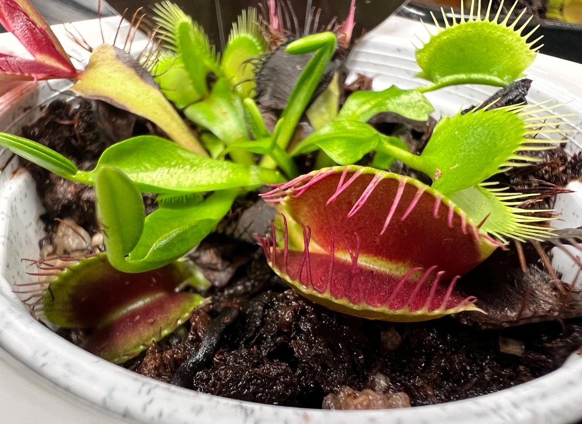 The Venus Fly-Trap