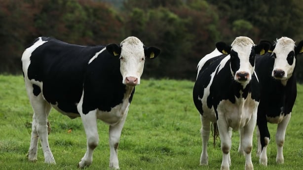 Three black and white cows stand in a field