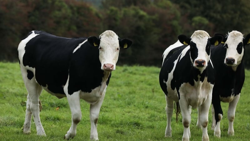 Total spend on the bovine TB eradication programme last year by the Department of Agriculture came to just over €100m